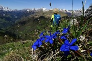 40 Genziana di Clusius salendo al Monte Spigla